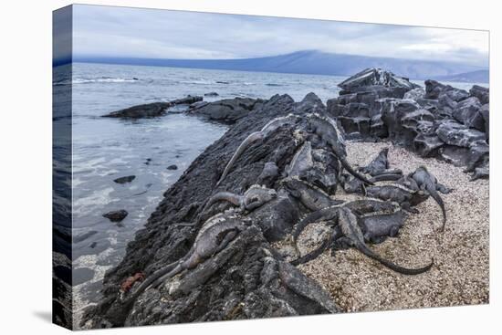 Adult Galapagos Marine Iguanas (Amblyrhynchus Cristatus) Basking-Michael Nolan-Stretched Canvas