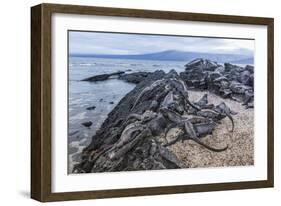 Adult Galapagos Marine Iguanas (Amblyrhynchus Cristatus) Basking-Michael Nolan-Framed Photographic Print