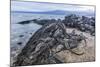 Adult Galapagos Marine Iguanas (Amblyrhynchus Cristatus) Basking-Michael Nolan-Mounted Photographic Print