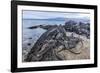 Adult Galapagos Marine Iguanas (Amblyrhynchus Cristatus) Basking-Michael Nolan-Framed Photographic Print