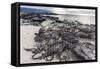 Adult Galapagos Marine Iguanas (Amblyrhynchus Cristatus) Basking-Michael Nolan-Framed Stretched Canvas