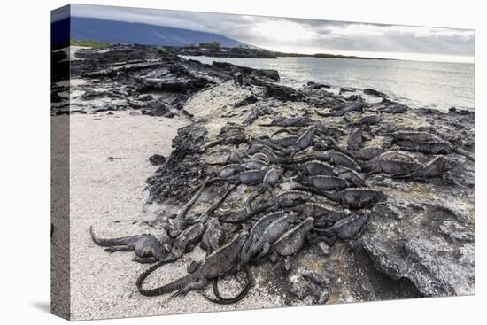 Adult Galapagos Marine Iguanas (Amblyrhynchus Cristatus) Basking-Michael Nolan-Stretched Canvas