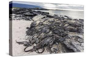 Adult Galapagos Marine Iguanas (Amblyrhynchus Cristatus) Basking-Michael Nolan-Stretched Canvas