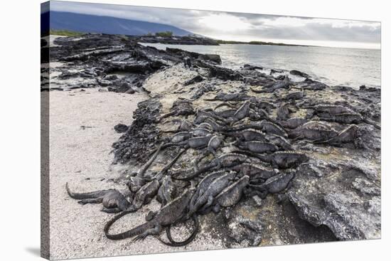 Adult Galapagos Marine Iguanas (Amblyrhynchus Cristatus) Basking-Michael Nolan-Stretched Canvas