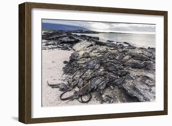 Adult Galapagos Marine Iguanas (Amblyrhynchus Cristatus) Basking-Michael Nolan-Framed Photographic Print