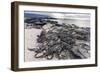 Adult Galapagos Marine Iguanas (Amblyrhynchus Cristatus) Basking-Michael Nolan-Framed Photographic Print