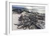 Adult Galapagos Marine Iguanas (Amblyrhynchus Cristatus) Basking-Michael Nolan-Framed Photographic Print