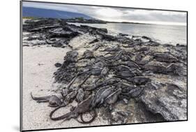 Adult Galapagos Marine Iguanas (Amblyrhynchus Cristatus) Basking-Michael Nolan-Mounted Photographic Print