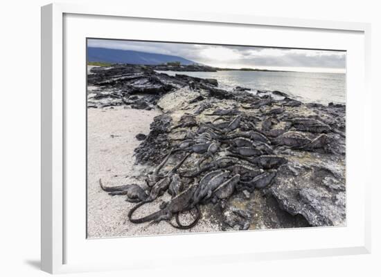 Adult Galapagos Marine Iguanas (Amblyrhynchus Cristatus) Basking-Michael Nolan-Framed Photographic Print