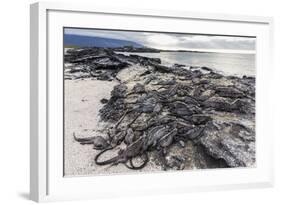 Adult Galapagos Marine Iguanas (Amblyrhynchus Cristatus) Basking-Michael Nolan-Framed Photographic Print