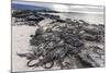 Adult Galapagos Marine Iguanas (Amblyrhynchus Cristatus) Basking-Michael Nolan-Mounted Photographic Print