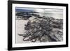 Adult Galapagos Marine Iguanas (Amblyrhynchus Cristatus) Basking-Michael Nolan-Framed Photographic Print