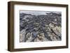 Adult Galapagos Marine Iguanas (Amblyrhynchus Cristatus) Basking-Michael Nolan-Framed Photographic Print