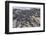 Adult Galapagos Marine Iguanas (Amblyrhynchus Cristatus) Basking-Michael Nolan-Framed Photographic Print