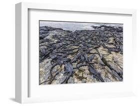 Adult Galapagos Marine Iguanas (Amblyrhynchus Cristatus) Basking-Michael Nolan-Framed Photographic Print