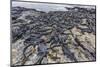 Adult Galapagos Marine Iguanas (Amblyrhynchus Cristatus) Basking-Michael Nolan-Mounted Photographic Print