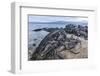 Adult Galapagos Marine Iguanas (Amblyrhynchus Cristatus) Basking-Michael Nolan-Framed Photographic Print