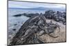 Adult Galapagos Marine Iguanas (Amblyrhynchus Cristatus) Basking-Michael Nolan-Mounted Photographic Print