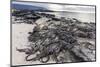 Adult Galapagos Marine Iguanas (Amblyrhynchus Cristatus) Basking-Michael Nolan-Mounted Photographic Print