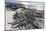 Adult Galapagos Marine Iguanas (Amblyrhynchus Cristatus) Basking-Michael Nolan-Mounted Photographic Print