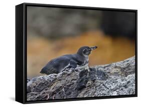 Adult Galapagos Penguin (Spheniscus Mendiculus), Galapagos Is, UNESCO World Heritage Site, Ecuador-Michael Nolan-Framed Stretched Canvas