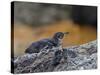 Adult Galapagos Penguin (Spheniscus Mendiculus), Galapagos Is, UNESCO World Heritage Site, Ecuador-Michael Nolan-Stretched Canvas