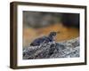 Adult Galapagos Penguin (Spheniscus Mendiculus), Galapagos Is, UNESCO World Heritage Site, Ecuador-Michael Nolan-Framed Photographic Print