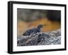 Adult Galapagos Penguin (Spheniscus Mendiculus), Galapagos Is, UNESCO World Heritage Site, Ecuador-Michael Nolan-Framed Photographic Print