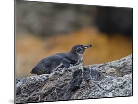 Adult Galapagos Penguin (Spheniscus Mendiculus), Galapagos Is, UNESCO World Heritage Site, Ecuador-Michael Nolan-Mounted Photographic Print