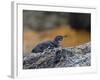 Adult Galapagos Penguin (Spheniscus Mendiculus), Galapagos Is, UNESCO World Heritage Site, Ecuador-Michael Nolan-Framed Photographic Print