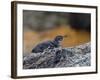 Adult Galapagos Penguin (Spheniscus Mendiculus), Galapagos Is, UNESCO World Heritage Site, Ecuador-Michael Nolan-Framed Photographic Print