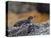 Adult Galapagos Penguin (Spheniscus Mendiculus), Galapagos Is, UNESCO World Heritage Site, Ecuador-Michael Nolan-Stretched Canvas