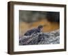 Adult Galapagos Penguin (Spheniscus Mendiculus), Galapagos Is, UNESCO World Heritage Site, Ecuador-Michael Nolan-Framed Photographic Print