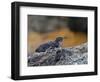 Adult Galapagos Penguin (Spheniscus Mendiculus), Galapagos Is, UNESCO World Heritage Site, Ecuador-Michael Nolan-Framed Photographic Print