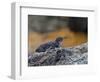 Adult Galapagos Penguin (Spheniscus Mendiculus), Galapagos Is, UNESCO World Heritage Site, Ecuador-Michael Nolan-Framed Photographic Print