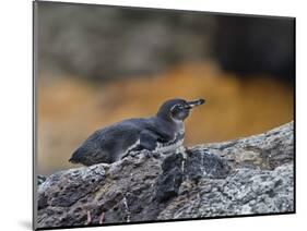 Adult Galapagos Penguin (Spheniscus Mendiculus), Galapagos Is, UNESCO World Heritage Site, Ecuador-Michael Nolan-Mounted Photographic Print