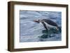 Adult Gentoo Penguin, Pygoscelis Papua, Elsehul Bay, South Georgia, South Atlantic Ocean-Michael Nolan-Framed Photographic Print