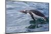 Adult Gentoo Penguin, Pygoscelis Papua, Elsehul Bay, South Georgia, South Atlantic Ocean-Michael Nolan-Mounted Photographic Print