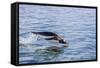 Adult Gentoo Penguin (Pygoscelis Papua) Porpoising, Hannah Point, Livingston Island-Michael Nolan-Framed Stretched Canvas