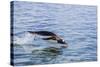 Adult Gentoo Penguin (Pygoscelis Papua) Porpoising, Hannah Point, Livingston Island-Michael Nolan-Stretched Canvas