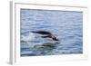 Adult Gentoo Penguin (Pygoscelis Papua) Porpoising, Hannah Point, Livingston Island-Michael Nolan-Framed Photographic Print