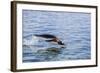 Adult Gentoo Penguin (Pygoscelis Papua) Porpoising, Hannah Point, Livingston Island-Michael Nolan-Framed Photographic Print