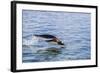 Adult Gentoo Penguin (Pygoscelis Papua) Porpoising, Hannah Point, Livingston Island-Michael Nolan-Framed Photographic Print