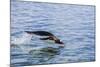 Adult Gentoo Penguin (Pygoscelis Papua) Porpoising, Hannah Point, Livingston Island-Michael Nolan-Mounted Photographic Print