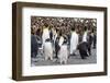 Adult gentoo penguins on the beach with king penguins at Gold Harbor, South Georgia Island-Michael Nolan-Framed Photographic Print