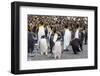 Adult gentoo penguins on the beach with king penguins at Gold Harbor, South Georgia Island-Michael Nolan-Framed Photographic Print