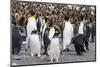 Adult gentoo penguins on the beach with king penguins at Gold Harbor, South Georgia Island-Michael Nolan-Mounted Photographic Print