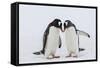 Adult Gentoo Penguins (Pygoscelis Papua) Courtship Display-Michael Nolan-Framed Stretched Canvas