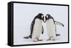 Adult Gentoo Penguins (Pygoscelis Papua) Courtship Display-Michael Nolan-Framed Stretched Canvas