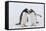 Adult Gentoo Penguins (Pygoscelis Papua) Courtship Display-Michael Nolan-Framed Stretched Canvas